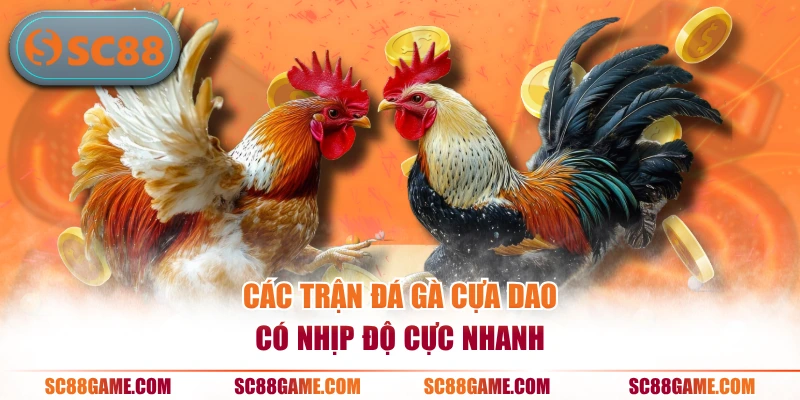 Các trận đá gà cựa dao có nhịp độ cực nhanh