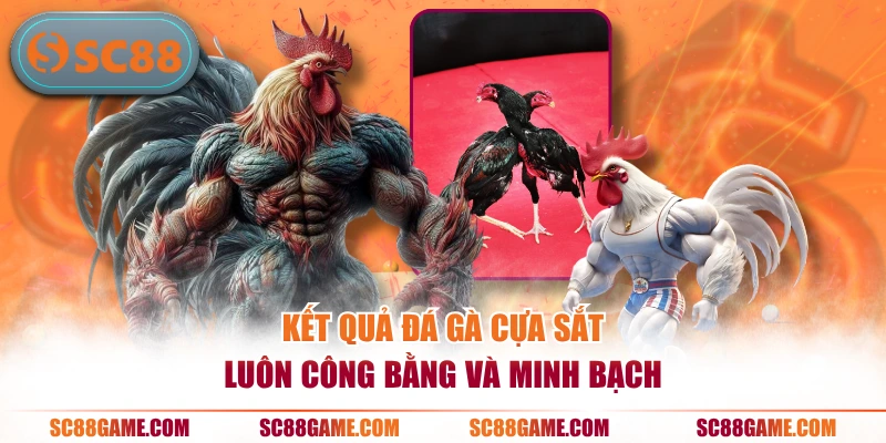 Kết quả đá gà cựa sắt luôn công bằng và minh bạch